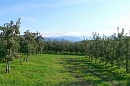 Obstwiesen im Herbst