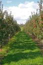 Obstwiesen im Herbst