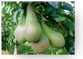 Sorte: Abate Fetel Obstbau Messmer