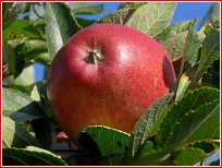 Gesundes Obst Obstbau Messmer