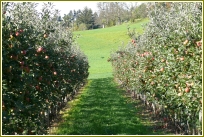 Obstbau Messmer