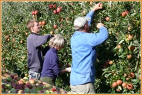 Apfelernte im Oktober Obstbau Messmer